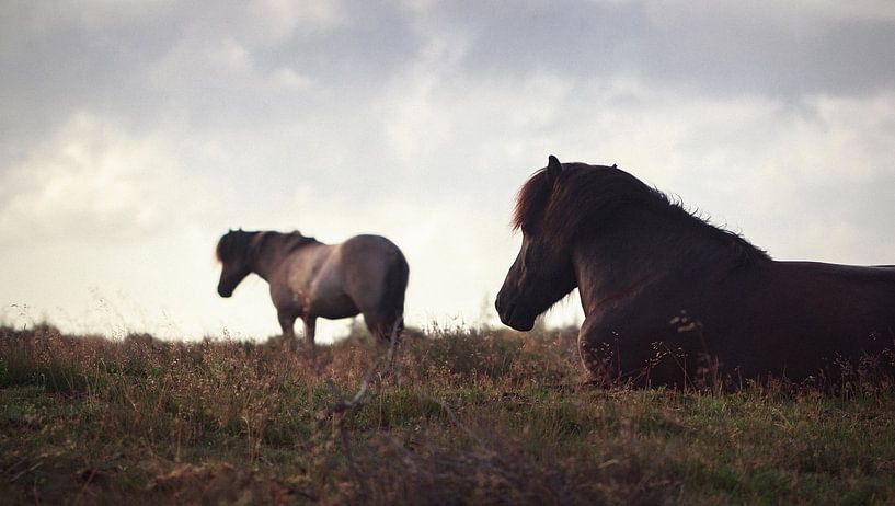 Horses in the Veluwe I by Luis Boullosa