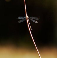 Waterjuffer in tegenlicht