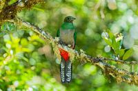 Der seltene Vogel: Quetzal