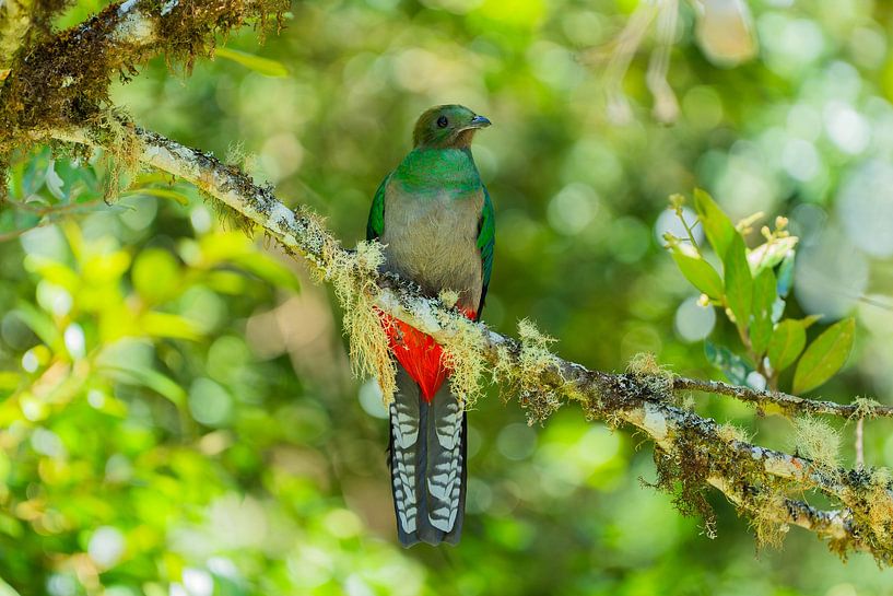 Der seltene Vogel: Quetzal von Isis van de Put