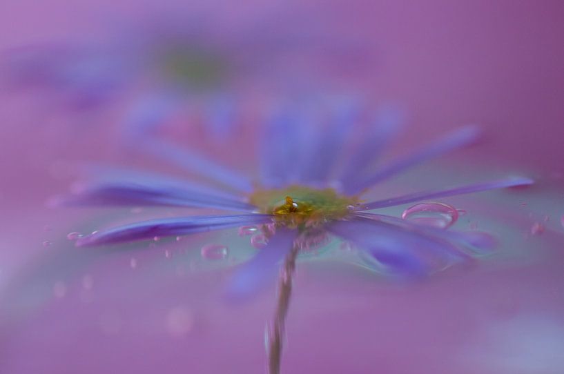 Brachycome von Kitty Stevens