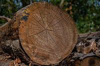 Holzstamm mit seinen Jahresringen im Wald