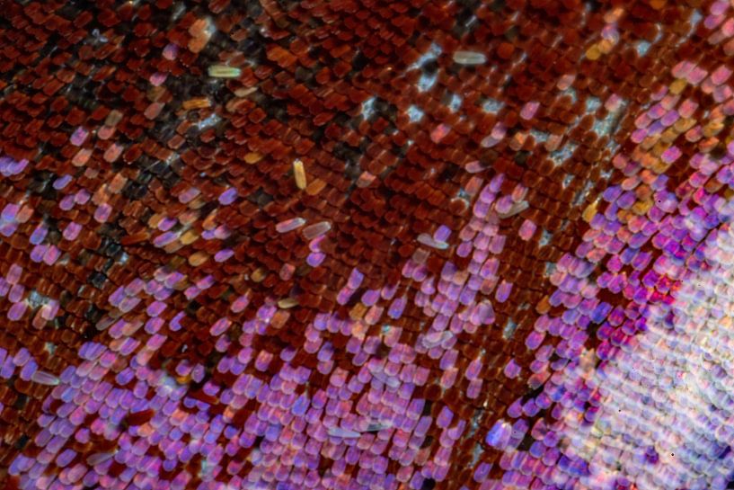 Butterfly wing by Anne Ponsen