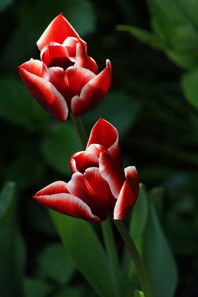 Tulpen par Bennie Eenkhoorn