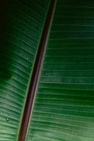 Close up of a leaf, with veins and dew