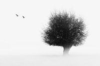 Tree in the Mist