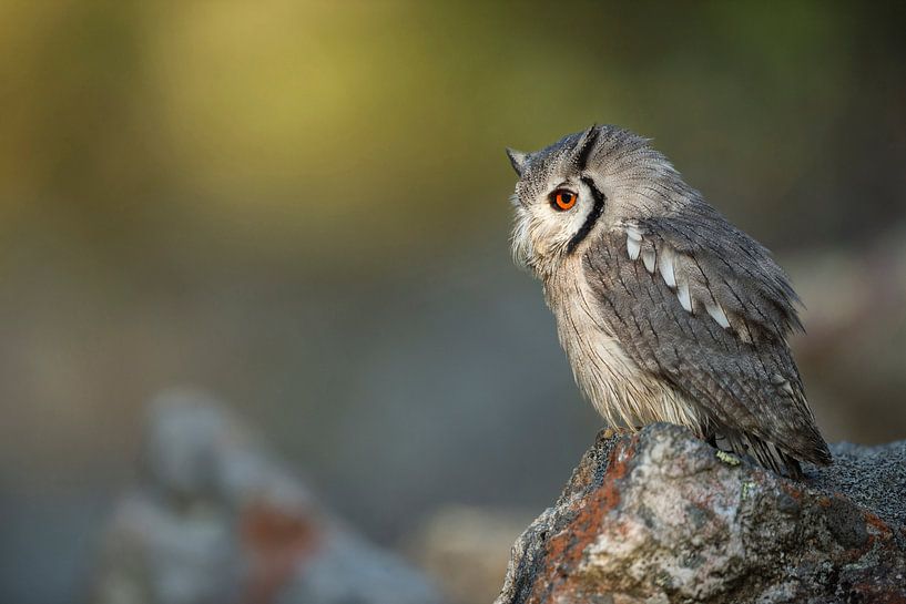 Suedbuescheleule / Weißgesichtseule ( Ptilopsis granti ) hockt im Sonnenaufgnag auf einem Stein, seh van wunderbare Erde