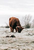 Pâturage des Highlanders écossais