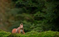 Eekhoorn in het bos, Squirrel in the woods