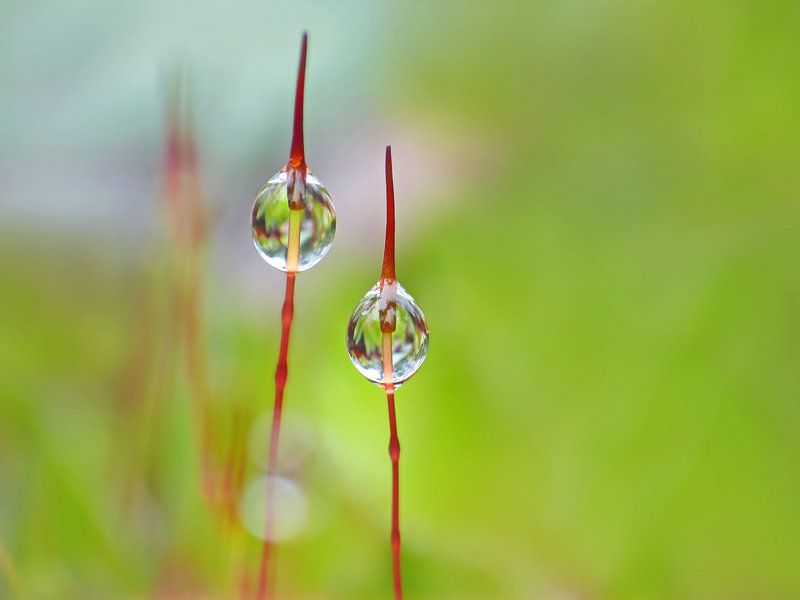 Auch zwei von einer Sorte.... (Zwei Moose mit Tropfen) von Caroline Lichthart