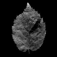 Feuilles d'automne séchées