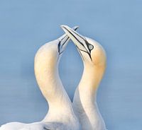 "Basstölpelpärchen"