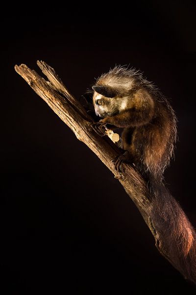 Aye-aye in the dark by Dennis van de Water