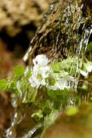 Waterval en bloemen