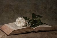 A white rose on a book still life