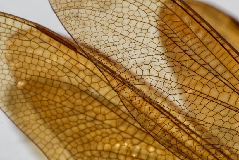 Wings of a dragonfly 1 by Anne Ponsen