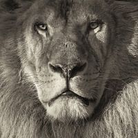 Portret van een leeuw