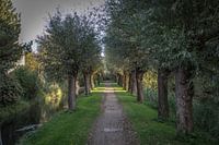 Mooi laantje met knotwilgen