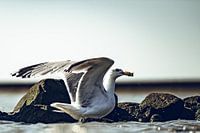 Autorisation de démarrage