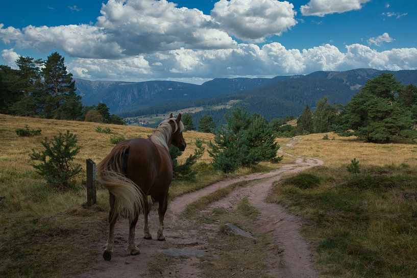 Vogesenlandschaft am Hohrodberg von Tanja Voigt