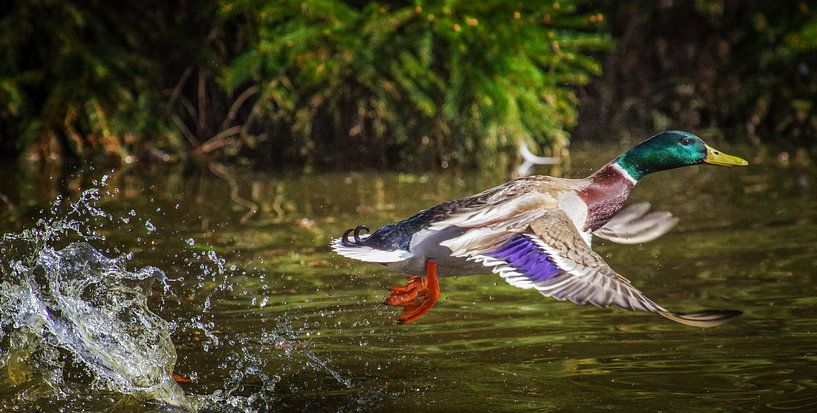 Eend in vlucht van Friedhelm Peters