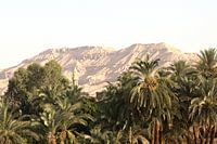 palmiers et mosquées