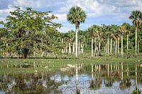 Palmbomen in moerasgebied