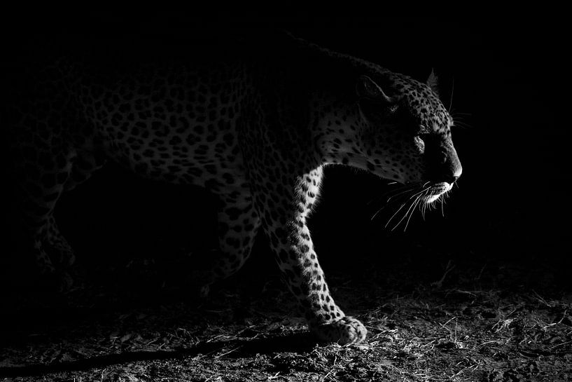 Leopard night hunt by Hannes Bertsch