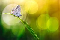 Colors of the spirit