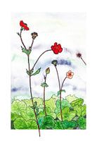 Geum (herbe à ongles) aquarelle style rétro