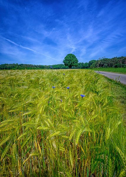 Cornflowers by Leon Okkenburg