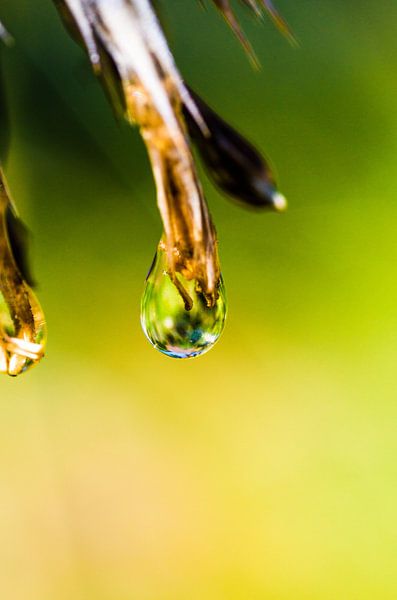 Drop by angelique van Riet