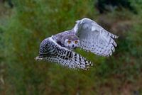 An owl photographed in flight