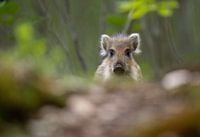 Augenkontakt mit Ferkel