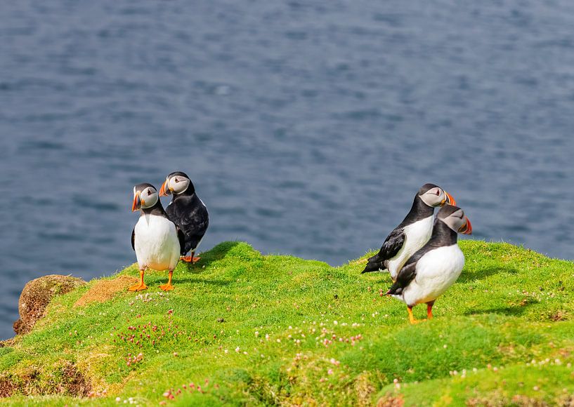 Puffins par Merijn Loch