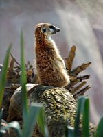 Meerkat
