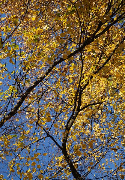 Herfst  von Annabel van Wensveen