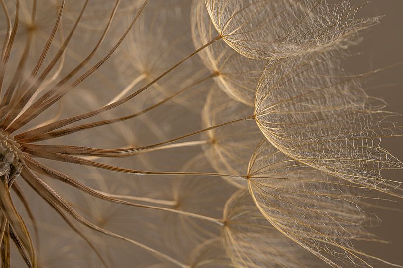 Licht fällt auf den Flaum eines Morgensterns (Tragopogon) von Marjolijn van den Berg