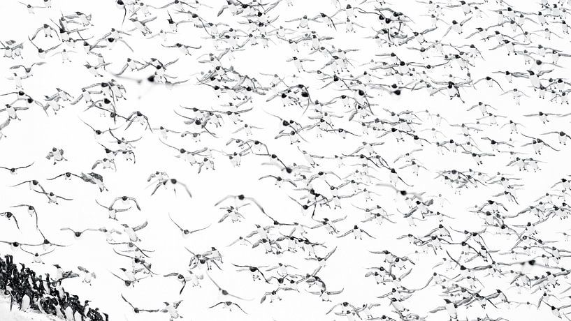 La plateforme par Stefan Gerrits