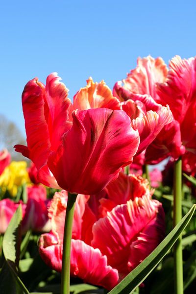 Alle roten Tulpen von Gerard de Zwaan