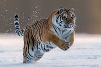 Tiger läuft durch Schnee