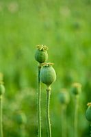 Zwei Mohnkapseln im Mohnfeld