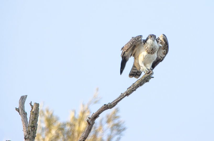 Fischadler auf Ast von natascha verbij