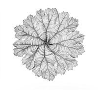 Blatt in Schwarz und Weiß