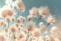 Wollgras im Frühling