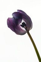 Tulipe violette séchée