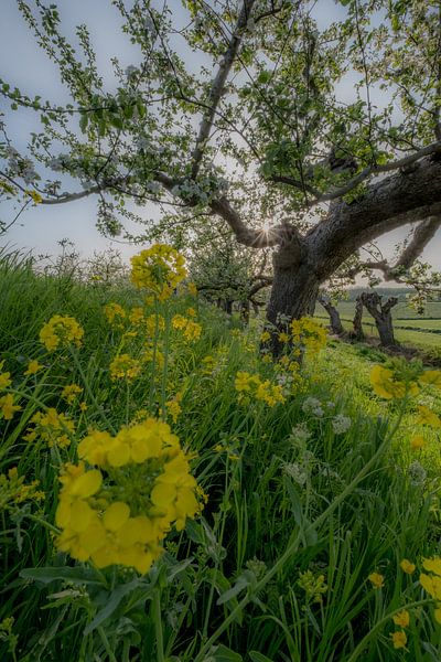 Appelbomen aan de Appeldijk par Moetwil en van Dijk - Fotografie
