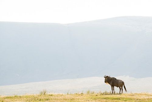 Einsame Gnus in der Serengeti von Jeroen Middelbeek