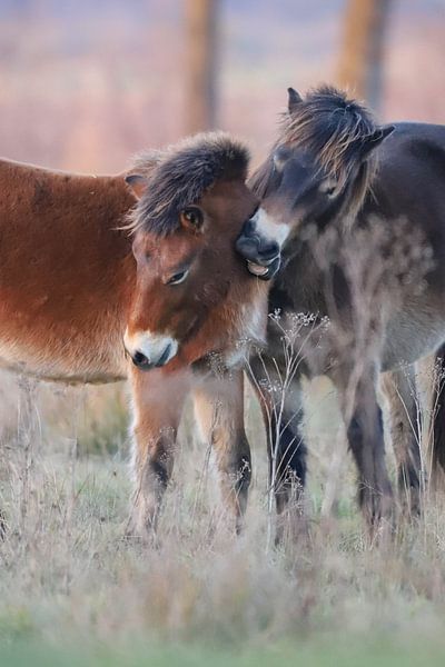 2 poneys Exmoor par Karin van Rooijen Fotografie