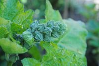 Stockrose in der Knospe